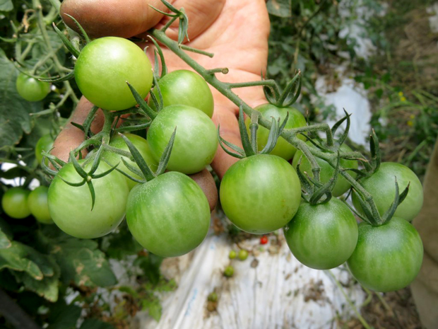 カプリエメラルドf2のバラつき のじさんの徒然草