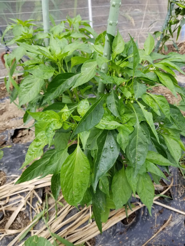 20230630_140906(0)_copy_1512x2016