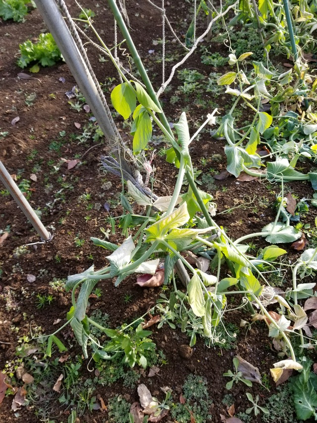 20210106_082716_copy_3024x4032