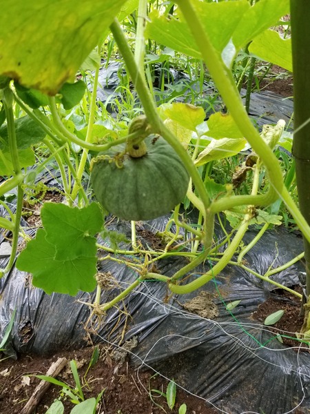 20190708_074426-1620x2160