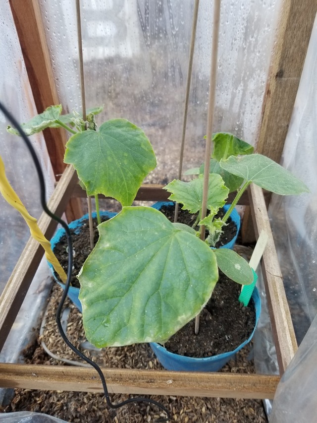 温床で育苗中の野菜たち : のじさんの徒然草