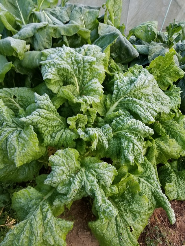 20201215_072851_copy_2268x3024