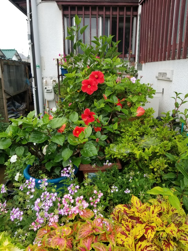 20200715_071824_copy_3024x4032