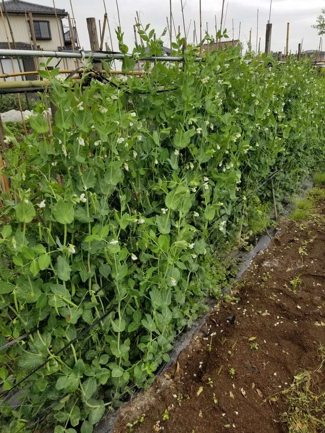 20230426_075319_copy_1512x2016