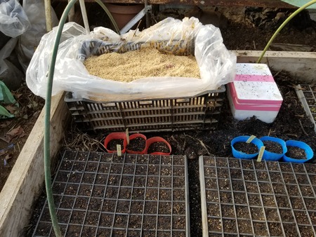 温床でのサツマイモの保管 のじさんの徒然草 温床でのサツマイモの保管 のじさんの徒然草