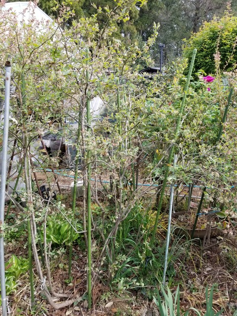 大きなブルーベリーの3本の木 のじさんの徒然草