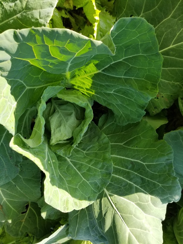 20201130_085602_copy_2268x3024