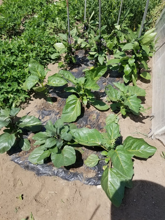 20230724_101806_copy_1512x2016