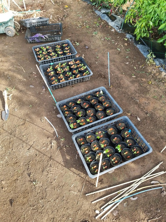 IMG_20231106_083732_DRO_copy_1512x2016