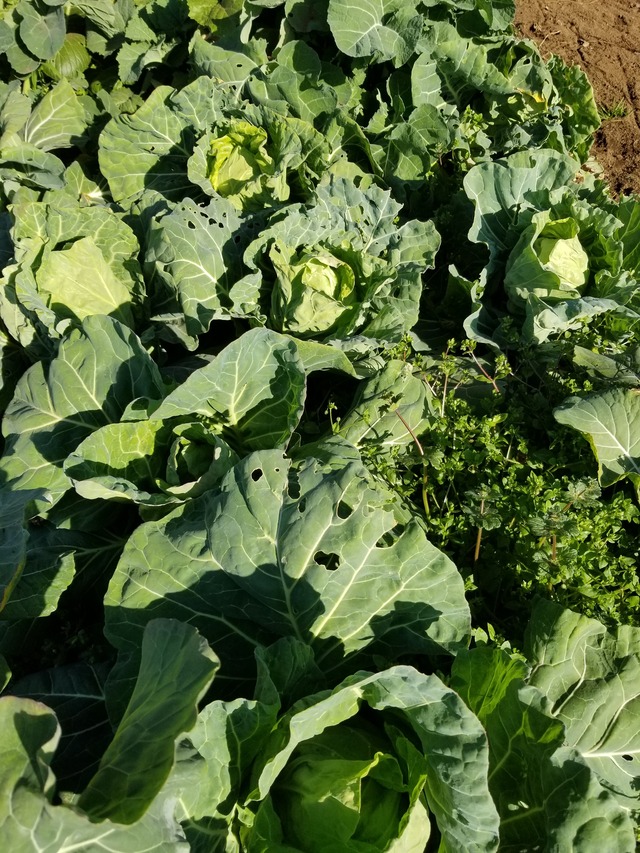 20210206_094503_copy_3024x4032