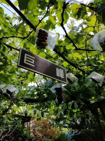 20190728_134819-1620x2160