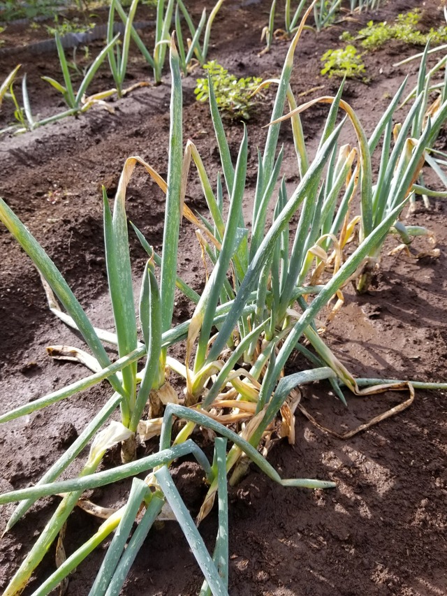 20220729_073808_copy_1512x2016