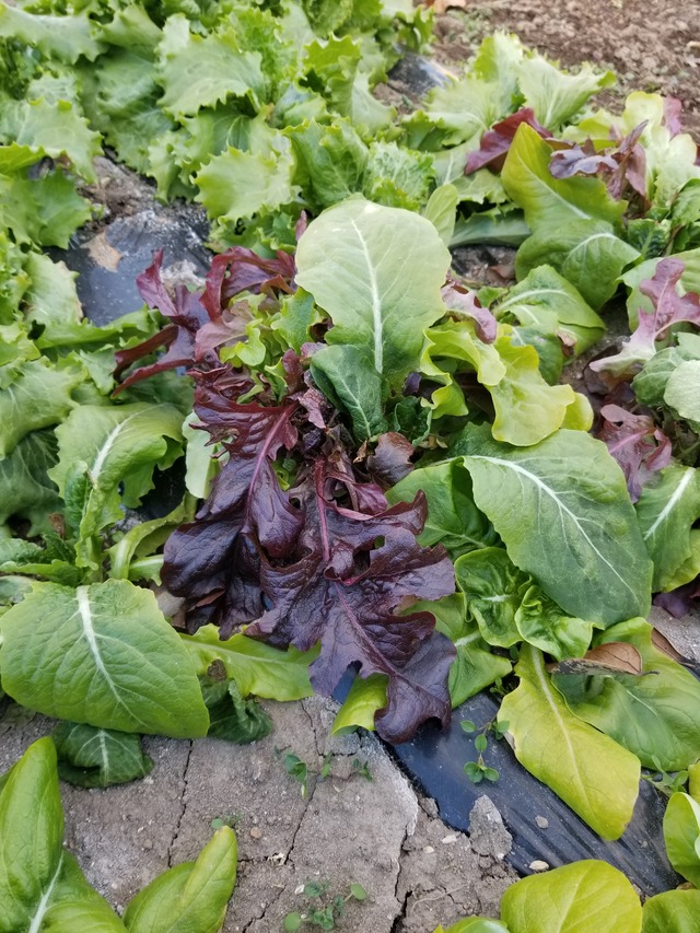 20230104_084703_copy_2268x3024