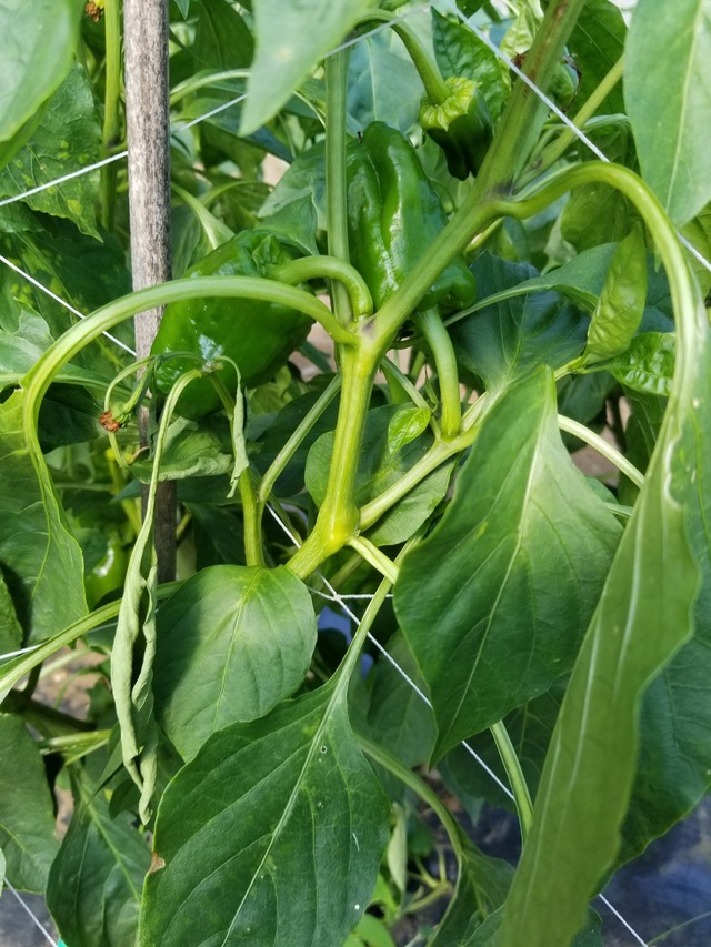 20230711_152840_copy_1512x2016