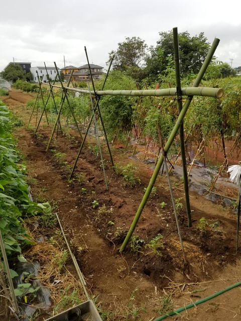 秋の露地植えトマトの櫓支柱 のじさんの徒然草