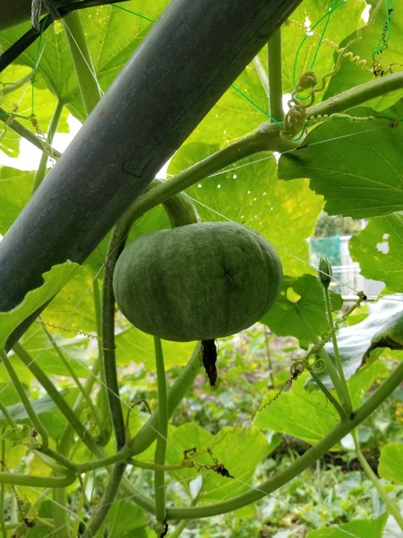 20190708_074439-1620x2160