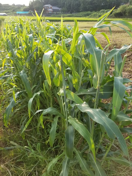 20190730_172134-1620x2160