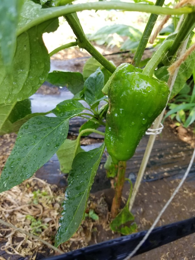 20220630_075033_copy_1512x2016