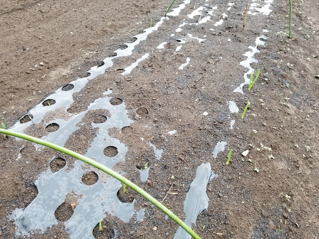 20201009_074516_copy_2268x1701