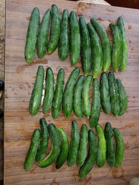 20190823_075823-1620x2160