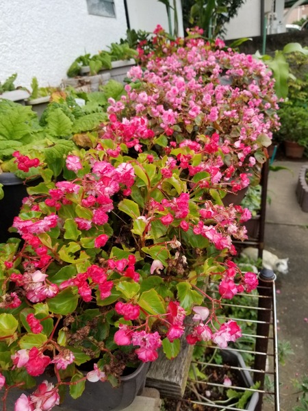 20190706_181429-1620x2160