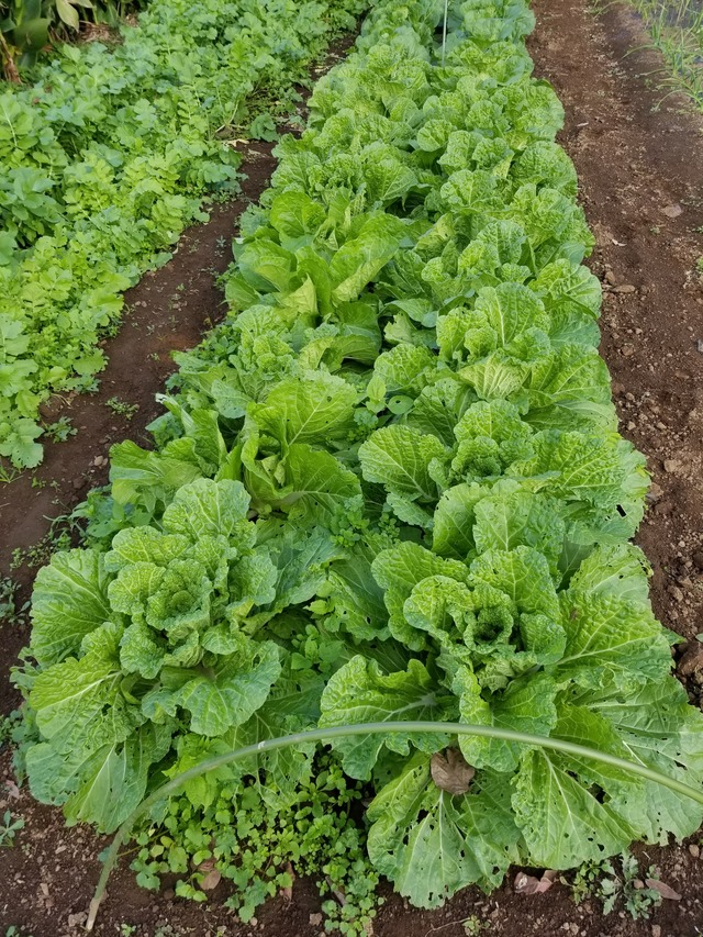 20201109_073805_copy_2268x3024