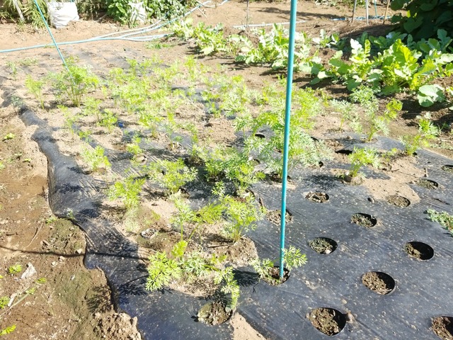 IMG_20231003_092215_copy_2016x1512