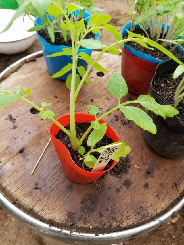トマトの割り接ぎの実験を行った のじさんの徒然草 トマトの割り接ぎの実験を行った のじさんの徒然草