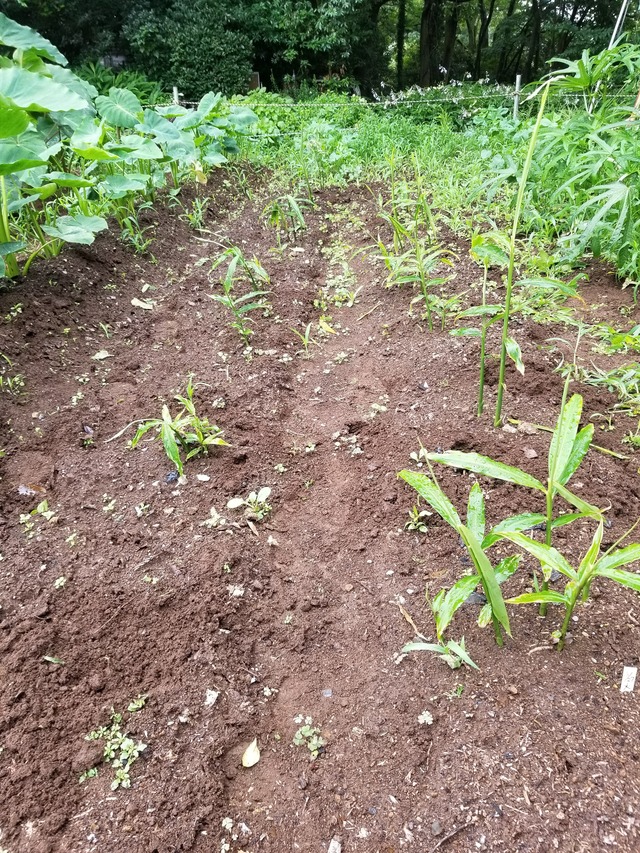 20200709_084227_copy_3024x4032