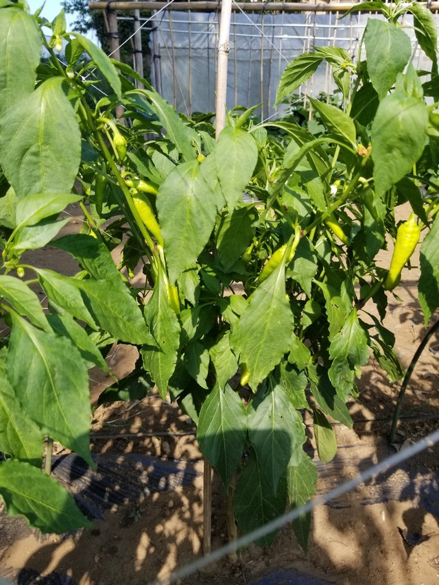 20230711_152932_copy_1512x2016