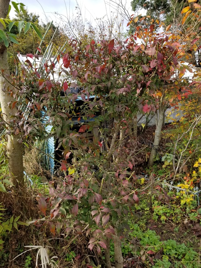 20211110_081207_copy_2268x3024