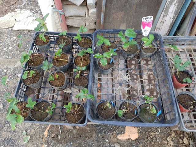 IMG_20230916_145408_copy_2016x1512