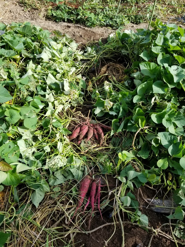 サツマイモの試し堀りとさつまいもを甘くする方法 のじさんの徒然草 サツマイモの試し堀りとさつまいもを甘くする方法 のじさんの徒然草