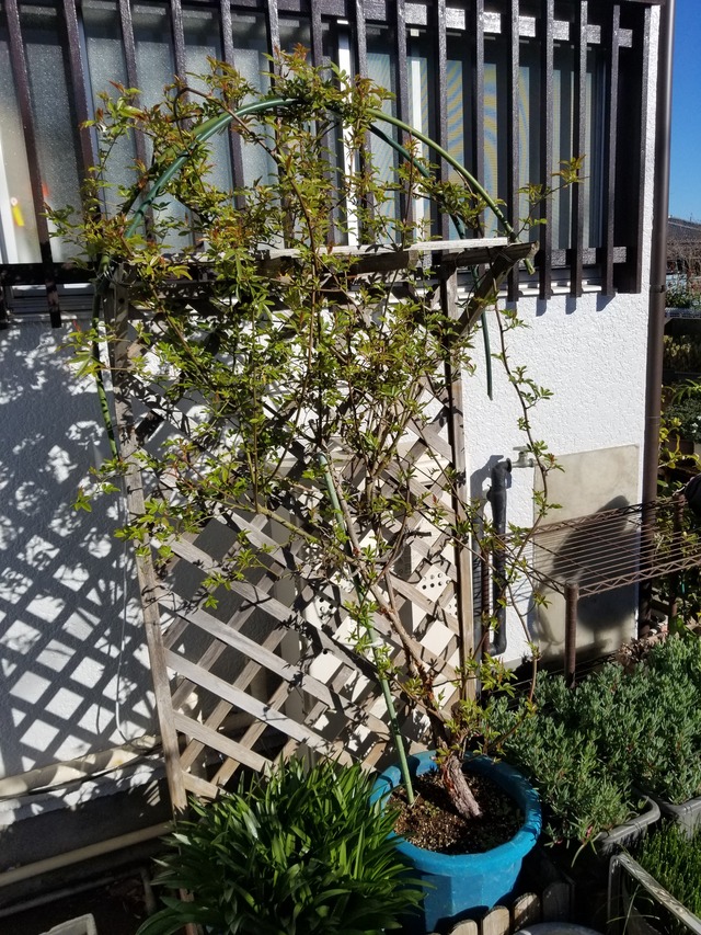 20240327_073145_copy_2268x3024