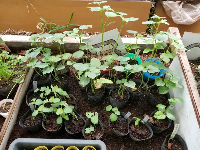 オクラ 花オクラ のじさんの徒然草