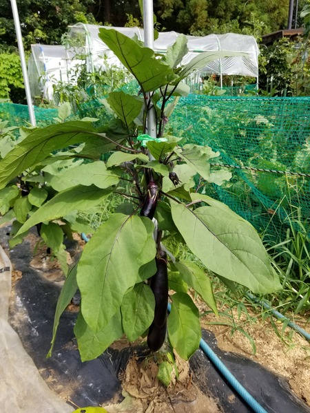 20190807_082708-1620x2160