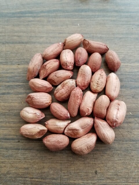 落花生の種のランクと発芽状態 のじさんの徒然草