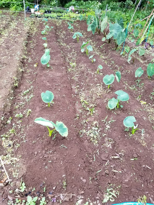 20210604_151001_copy_2268x3024