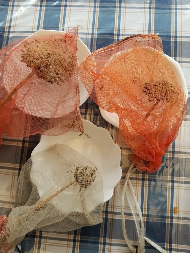 20230624_131344_copy_1512x2016