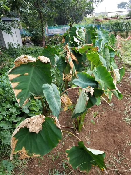 20190816_082652-1620x2160