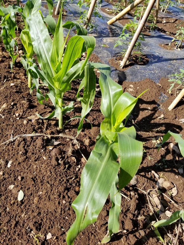 20200507_081232_copy_2268x3024