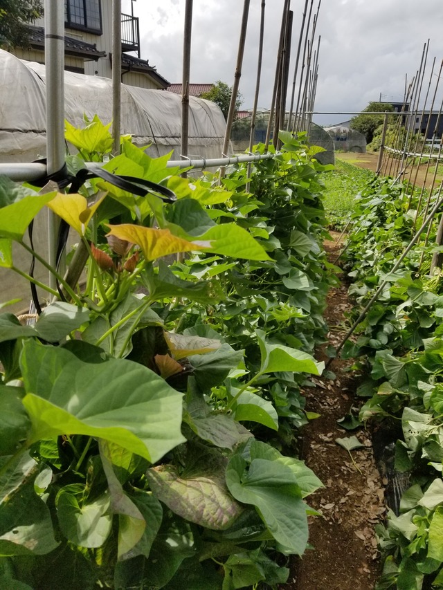 20230813_091513_copy_1512x2016