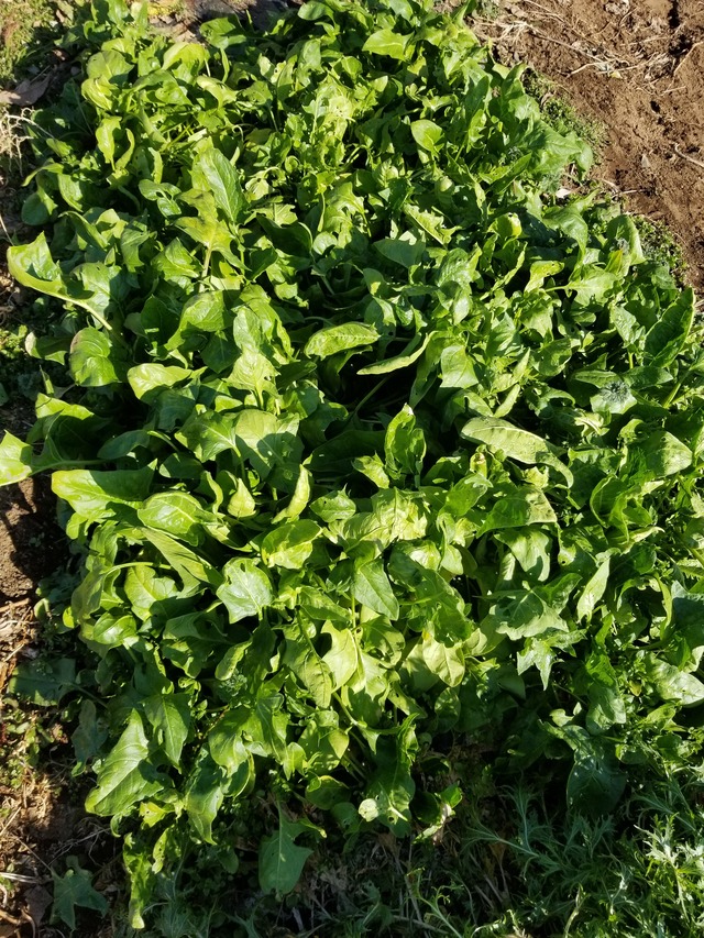 20210206_094533_copy_3024x4032