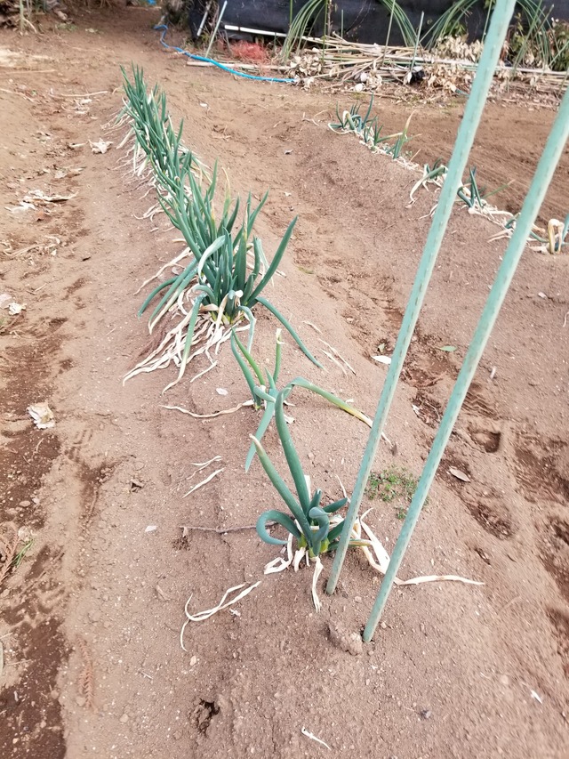 20210208_074147_copy_2268x3024