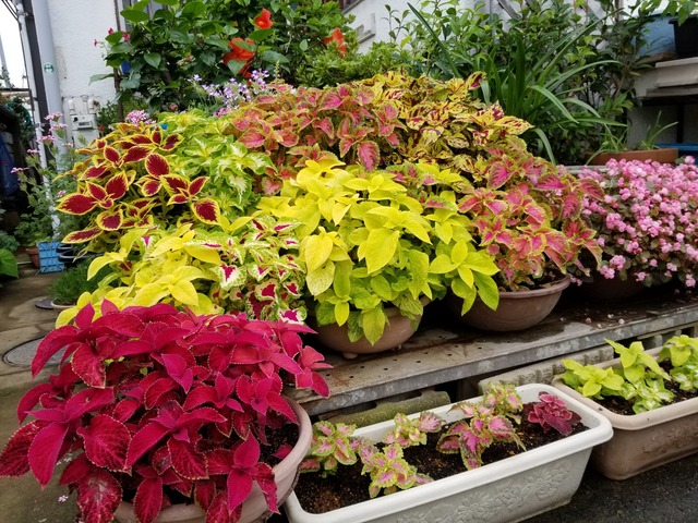 20200716_091849_copy_2268x1701