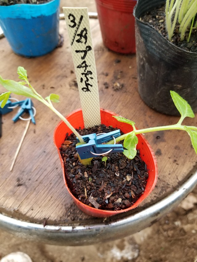 トマトの割り接ぎの実験を行った のじさんの徒然草