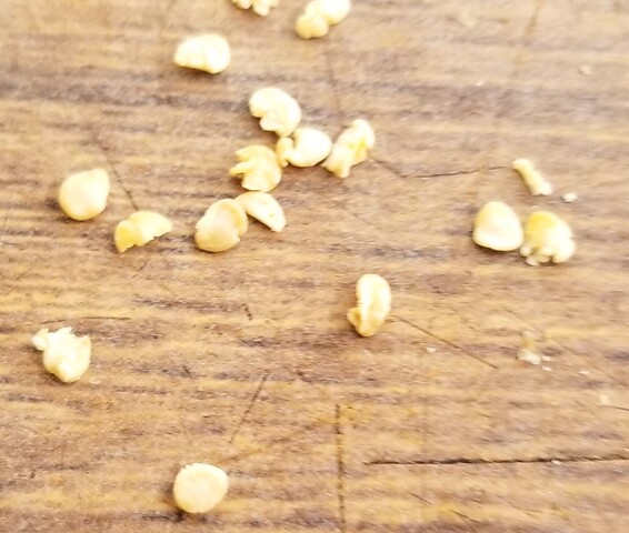 ナスの接ぎ木苗の作り方 のじさんの徒然草