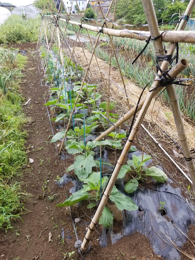 ナスの三角支柱仕立て栽培 のじさんの徒然草