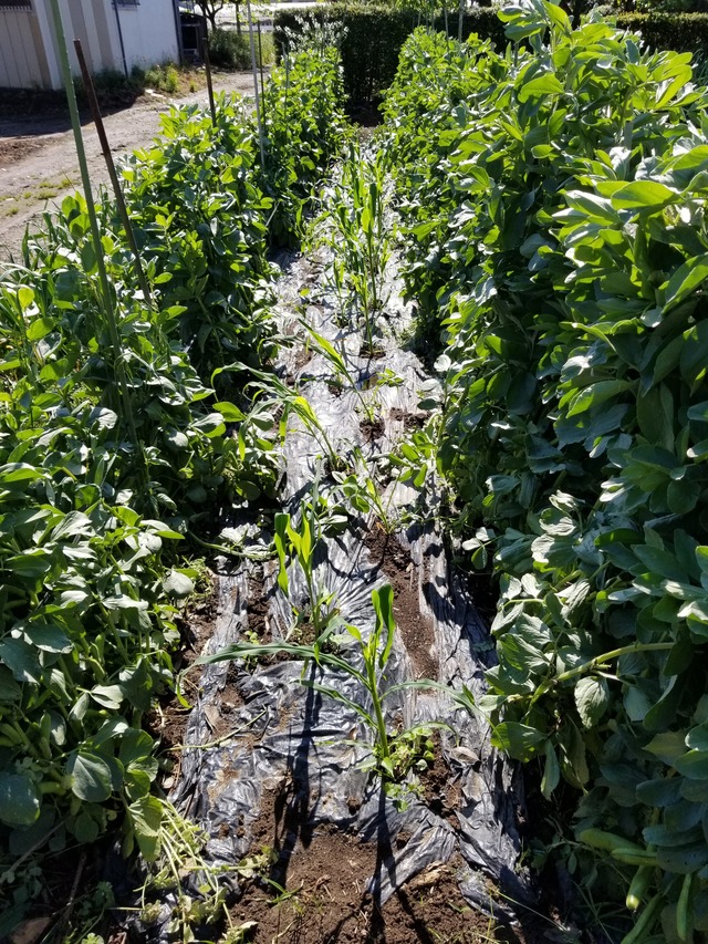 20200507_081330_copy_2268x3024