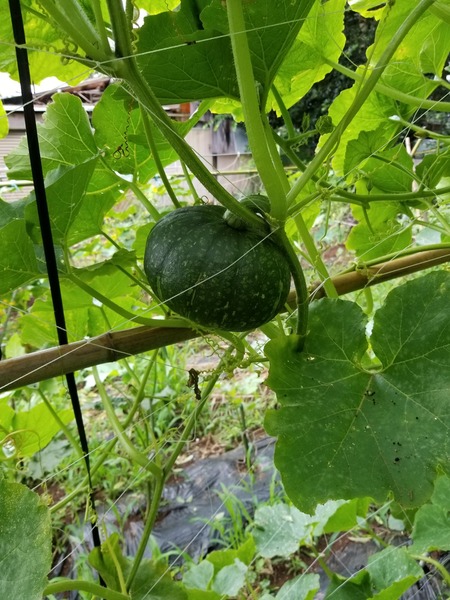 20190708_074416-1620x2160